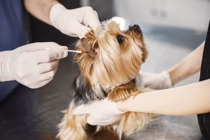 Ear care for Microsuction Compared with Ear Syringing - Best Way To Make Your Way To Cambridge - Private Microsuction Ear Wa...